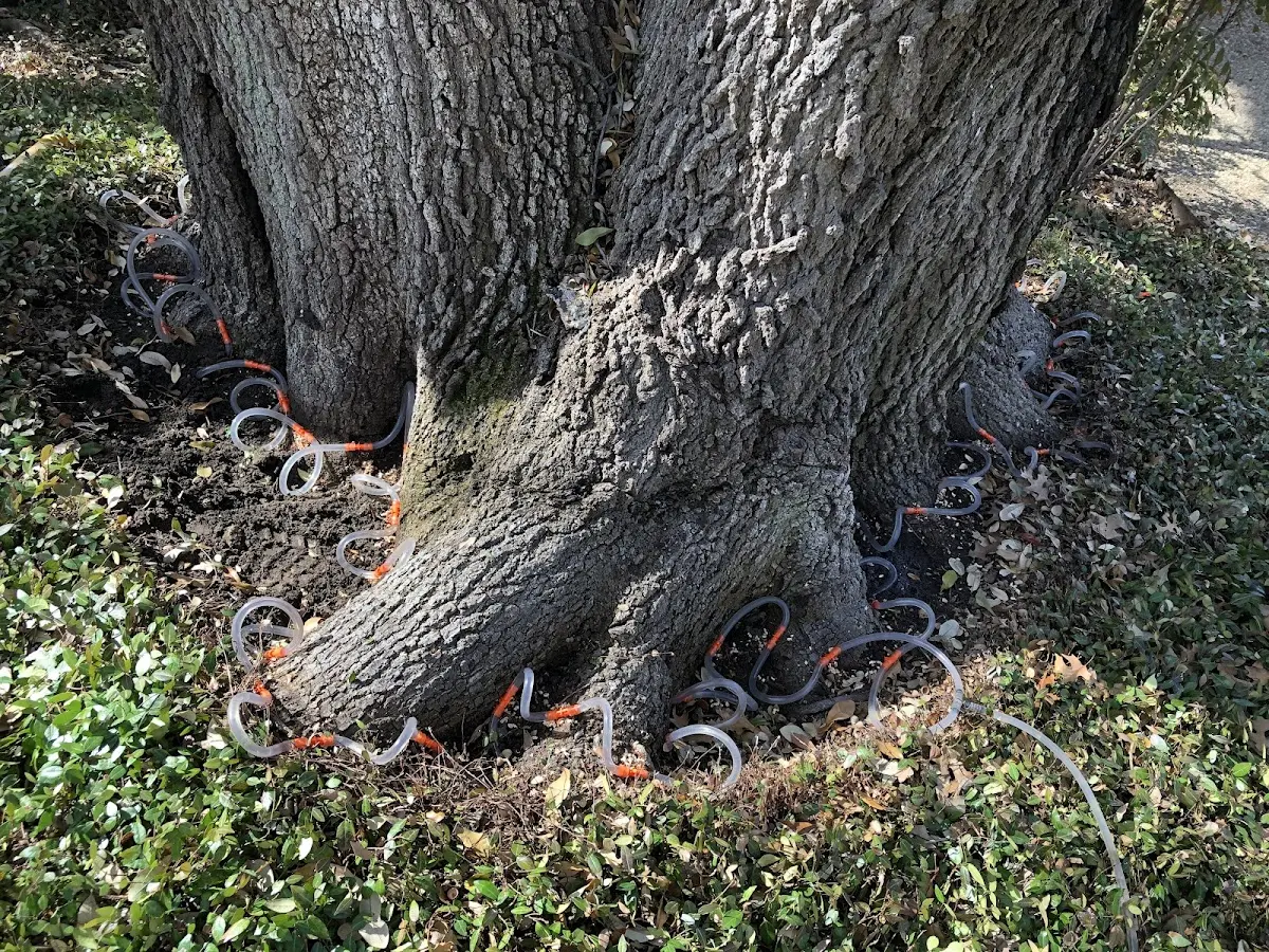 Detailed Tree Cabling and Bracing job site in Eagle